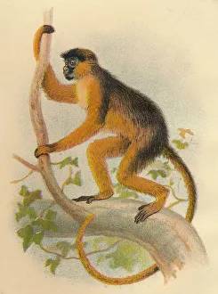 Lloyds Natural History Gallery: Bay Guereza, 1897. Artist: Henry Ogg Forbes