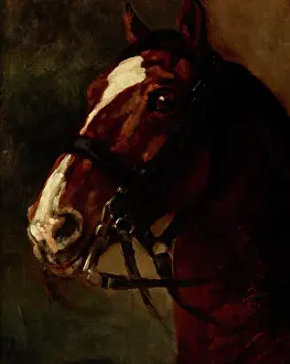 Harness Prints: Bay Horse's Head, between 1833-1834