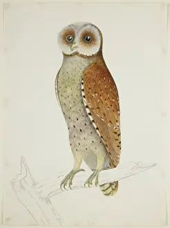 Indonesia Prints: Bay Owl, c1824. Creator: J Briois