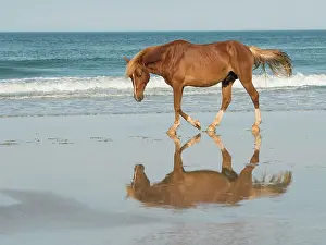 Wild Horse Prints: Bay Relection. Creator: Eve Turek