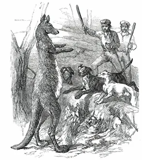 Colonists Prints: At Bay - Sticking up a Boomer, 1850