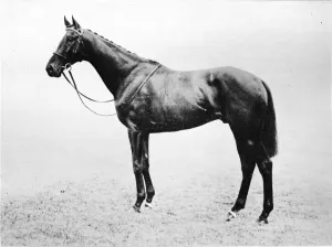 Alec Collection: Bayardo, 1911