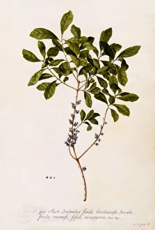 Bayberry or Myrtle