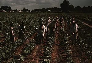 Hoeing Prints: Bayou Bourbeau plantation operated by Bayou Bourbeau Farmstead Assoc