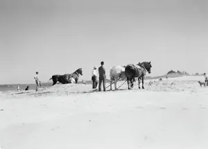 Oceanfront Prints: Beach scene with horses, East Hampton