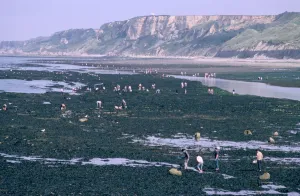 Beachcombing Prints: Beachcombers at Port-en-Bessin, Normandy, France