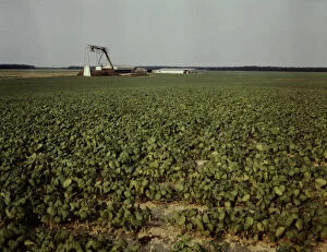 Bean field and canning factory, Seabrook Farm, Bridgeton, N.J. 1942. Creator: John Collier