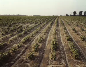 Bean Prints: Bean fields, Seabrook Farm, Bridgeton, N. J. 1942. Creator: John Collier