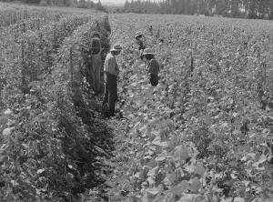 Bean Prints: Bean pickers at harvest time Oregon