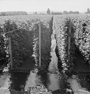 Beanfield showing irrigation, near West Stayton, Marion County, Oregon, 1939. Creator: Dorothea Lange