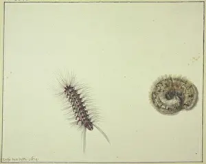 Natural History Prints: Two bear caterpillars, 1674. Creator: Rochus van Veen