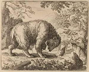 Reynard The Fox Gallery: The Bear Distracted with Talk of Honey, probably c. 1645 / 1656