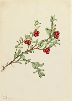 Berries Gallery: Bearberry (Arctostaphylos uva-ursi), 1916. Creator: Mary Vaux Walcott