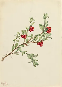 Shrubbery Prints: Bearberry (Arctostaphylos uva-ursi), 1916. Creator: Mary Vaux Walcott