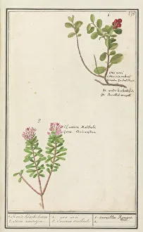Capsicum Prints: Bearberry (Arctostaphylos uva-ursi) and Hot pepper sapling (Daphne cneorum )