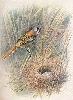 W Chambers Gallery: Bearded-Tit or Reedling - Panu rus biar micus, c1910, (1910). Artist: George James Rankin