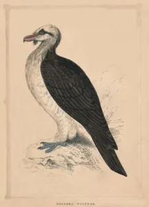 Vulture Prints: Bearded Vulture, (Gypaetus barbatus), c1850, (1856)