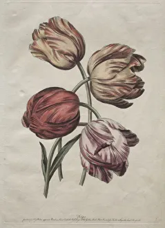 Eight Beautiful Groups of Natural Flowers in Outlines by de la Cour: Tulips, c. 1770