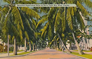 Navy Yard Prints: Beautiful Palm-Lined Drive in Navy Yard, Key West, Florida, c1940s