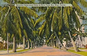 Key West Gallery: Beautiful Palm-Lined Drive in Navy Yard, Key West, Florida, c1940s