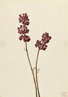 Stem Gallery: Beauty Berry (Callicarpa americana), 1923. Creator: Mary Vaux Walcott