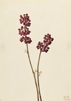Watercolor On Paper Prints: Beauty Berry (Callicarpa americana), 1923. Creator: Mary Vaux Walcott
