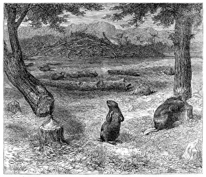 Beavers cutting down trees, 1862. Creator: Unknown