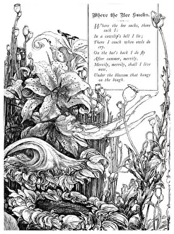 Images Dated 18th February 2009: Where the Bee Sucks, 1895