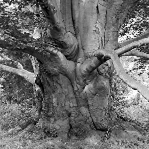 Branches Collection: Beech, Lundhurst. Creator: Tom Artin