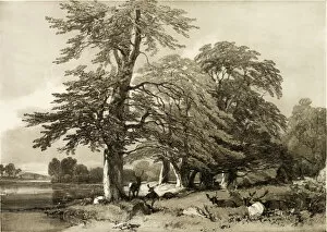 Images Dated 10th February 2022: Beech, from The Park and the Forest, 1841. Creator: James Duffield Harding