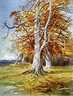 Images Dated 29th January 2009: Beech Tree, Autumn, 1900