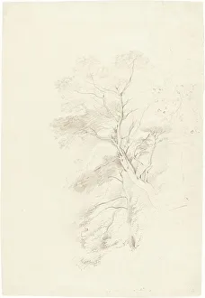 A Beech Wood, 1815. Creator: John Linnell
