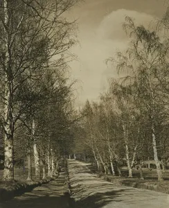 Beech Tree Prints: Beeches and birches, 1920s. Creator: Harry Moult