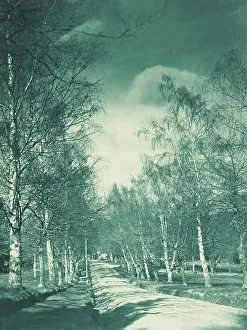 Beech Tree Prints: Beeches and birches, Rotorua. From the album: Camera pictures of New Zealand