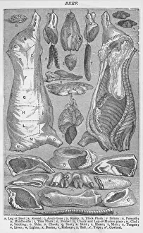 Choice Gallery: Beef, 1907, (1907)
