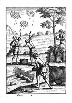 Beekeeping Collection: Beekeepers preparing to take a swarm, 18th century