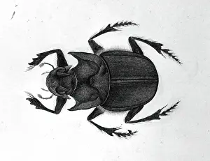 Beetle Prints: Beetle, 1777-1783. Creator: Unknown
