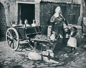 Milk Cart Prints: A Belgian peasant woman and her draught dogs, 1912. Artist: Neurdein freres