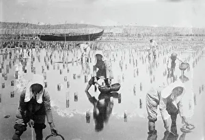 Headdresses Prints: Belgian women in oyster beds, between c1910 and c1915. Creator: Bain News Service
