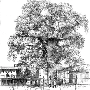 Congo Prints: The Belgium Anti-Slavery Society on the Congo; The Italian Consul's Private Residence