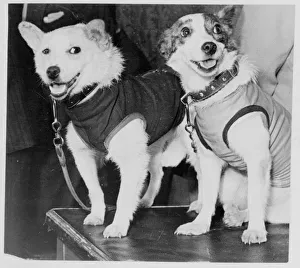 Satellite Prints: Belka and Strelka, Russian cosmonaut dogs, 1960