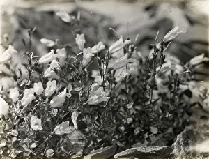 Campanula Prints: Bell Flower (campanula), between 1915 and 1935. Creator: Frances Benjamin Johnston