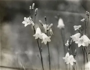 Campanula Prints: Bell Flower (campanula), between 1915 and 1935. Creator: Frances Benjamin Johnston