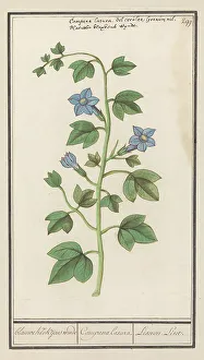 Campanula Prints: Bellflower (Campanula), 1596-1610. Creators: Anselmus de Boodt, Elias Verhulst
