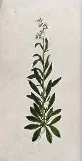 Campanula Prints: A bellflower (Campanula species): entire flowering plant. Creator: Unknown
