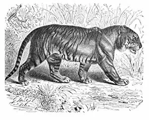 Babys Animal Picture Book Gallery: Bengal Tiger, c1900. Artist: Helena J. Maguire