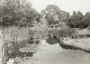 Water Lily Prints: Benvenuto, Robert Pim Butchart house