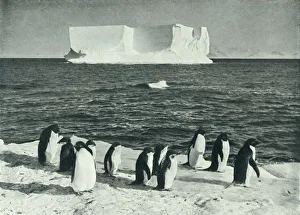 Penguin Prints: A Berg Drifting in McMurdo Sound, c1910-1913, (1913). Artist: Herbert Ponting