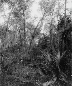 Undergrowth Prints: Berresford [sic] Hammock, between 1880 and 1897. Creator: William H. Jackson