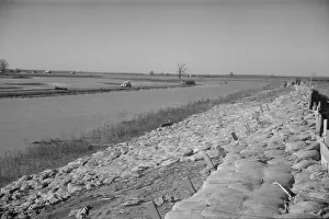 The Bessie Levee, along a subsid... Mississippi River, near Tiptonville, Tennessee, 1937. Creator: Walker Evans